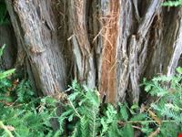 Le sequoie