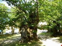 Parco dei castagni