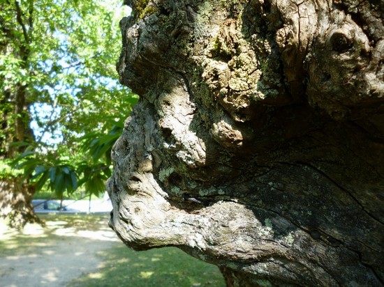Parco dei castagni