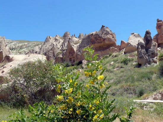 Cavusin