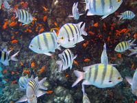 sharm el sheikh barriera corallina