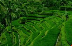 Ubud Ricefield