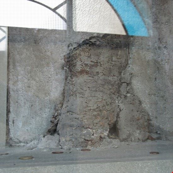  Resto del frassino  sul quale apparve la Madonna l' 11 maggio 1510 . Si trova vicino al chiostro del santuario della Madonna del Frassino .  