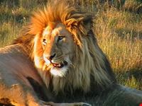 Lion at the Addo Elephant Park