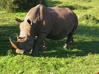 Rhino at the Addo Elephant Park