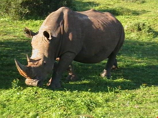 Rhino at the Addo Elephant Park Rhino at the Addo Elephant Park