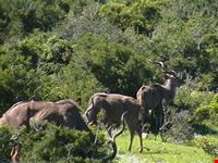 Elephants at the Addo Park