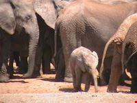 Elephants at the Addo Park