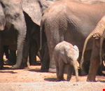 Elephants at the Addo Park Elephants at the Addo Park