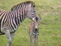 Zebra at the Addo Elephant Park