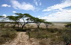 Serengeti