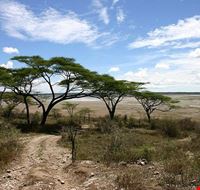 arusha serengeti arusha serengeti