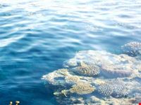 barriera corallina sharm el sheikh