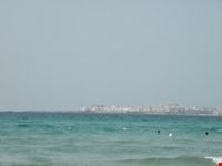 mare