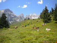 malga tovre
