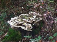 stiappa frazione di pescia