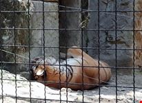 Zoo le Cornelle