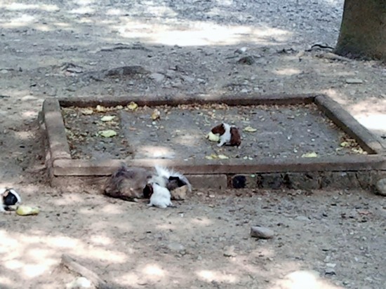 Zoo le Cornelle