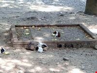 Zoo le Cornelle