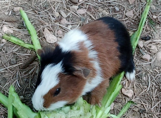 Zoo le Cornelle