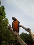 Zoo le Cornelle