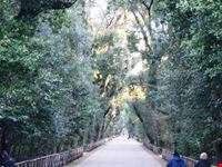 Bosco di Capodimonte