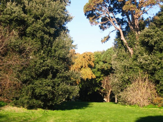 particolare del bosco di Capodimonte