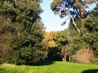 particolare del bosco di Capodimonte