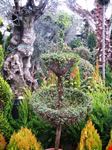 Giardini di Eurovivai