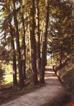 Il Viale dei sogni