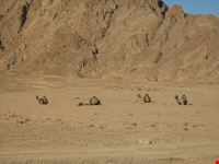 cammelli sharm el sheikh