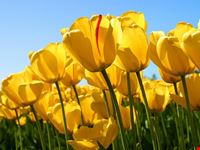 napoli tulipani