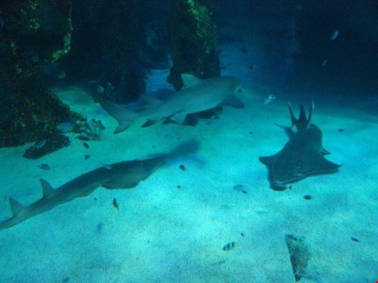 Sydney Aquarium - Alcuni squali del Sydney Aquarium - Petaholmes - Petaholmes - CC-BY-2.0.