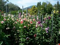 i giardini di villa taranto