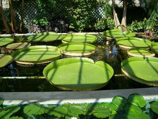 Giardini di Villa Taranto  fiori acquatici  