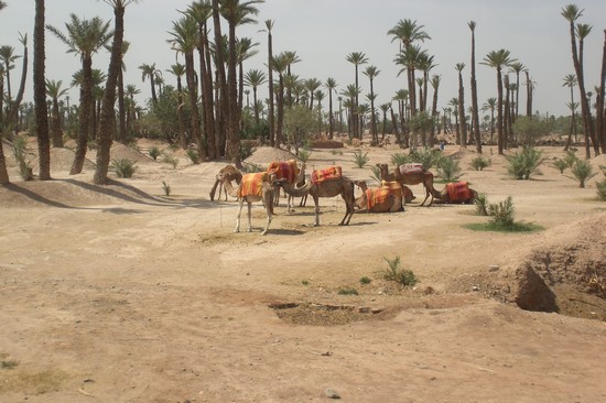 vedute di marrakech