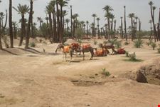 vedute di marrakech