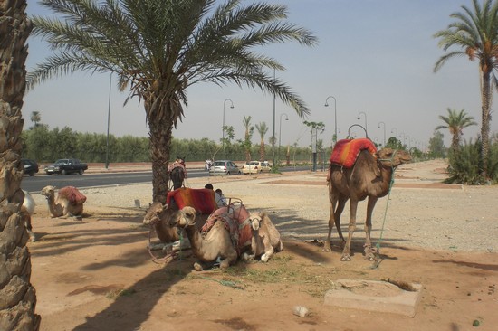 vedute di marrakech
