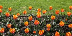 Tulipani