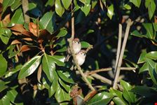 coppia di passerotti