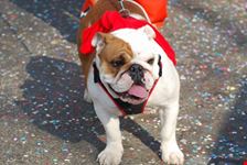 cane al carnevale
