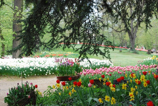 giardino fiorito