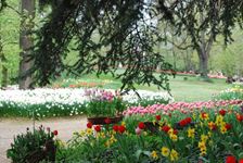 giardino fiorito