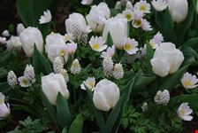 candidi tulipani