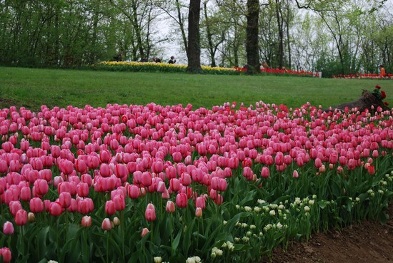 (roseto) di tulipani