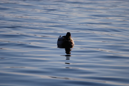 germano (solitario)