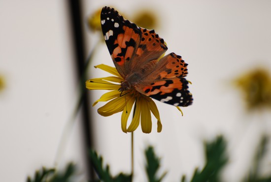 Farfalla (infiore)