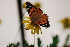 Farfalla (infiore)