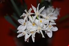 narciso