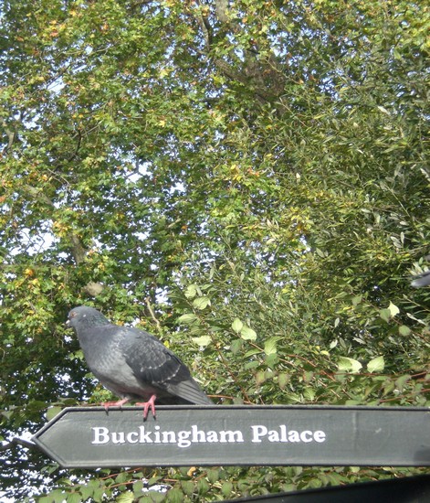 Vedute di Londra